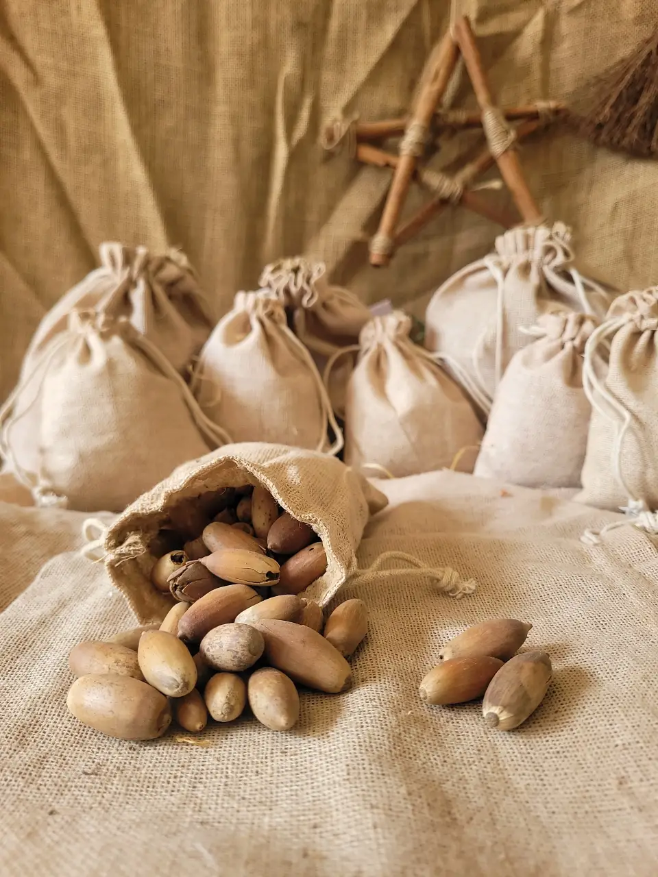 Kola Nut Natural Herb