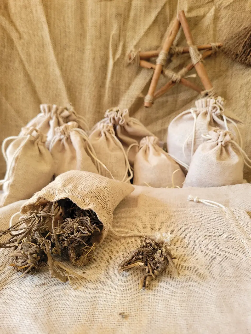 Osha Root Natural Herb