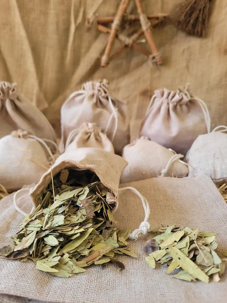 Acacia-natural-herbs