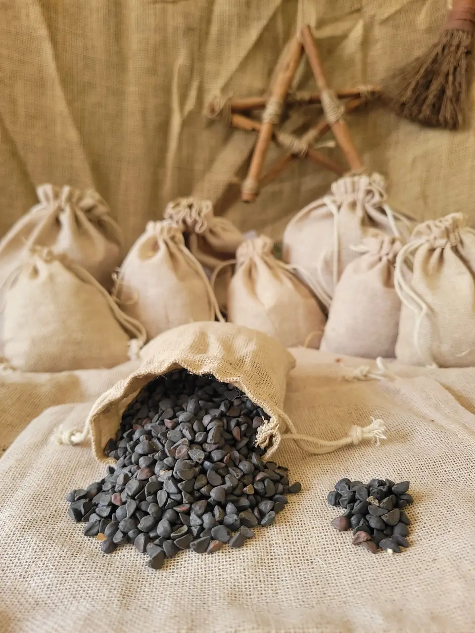 morning-glory-seeds